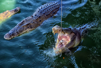 High angle view of duck swimming in sea