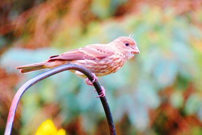 Close-up of bird perching on twig