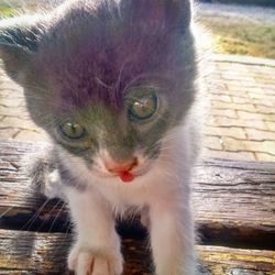 Close-up portrait of cat