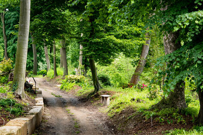 Footpath amidst trees in forest