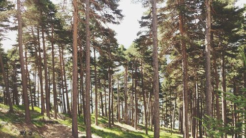 Trees in forest against sky