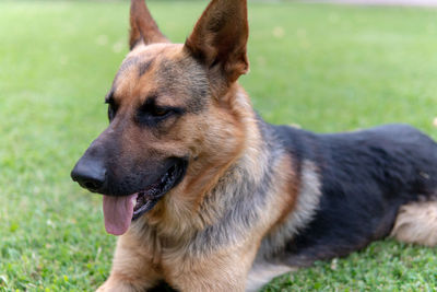 Close-up of a dog looking away