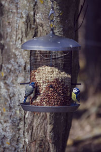 Close-up of bird feeder