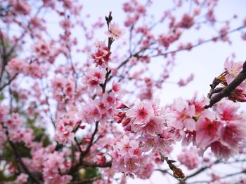 Low angle view of cherry blossoms