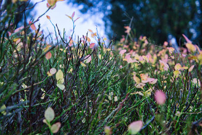 Close-up of flowering plants on land