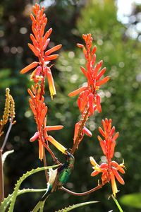 Close-up of red flowering plant