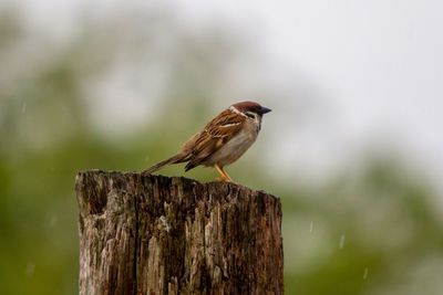 Close-up of sparrow perching on wooden post