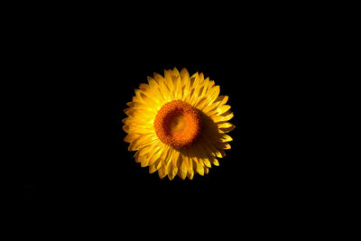 Close-up of sunflower against black background