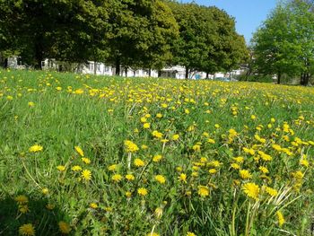 Yellow flowers growing in field