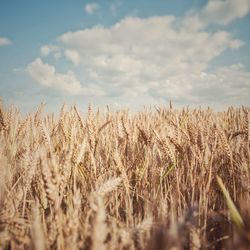 Wheat field against sky