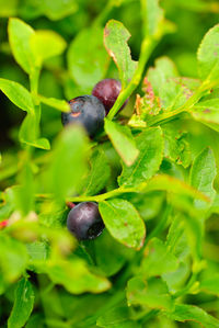 Close-up of blackberries growing on plant