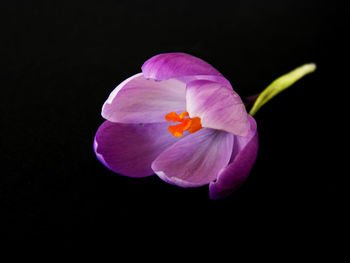 Close-up of crocus blooming against black background