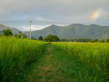 Scenic view of field against sky