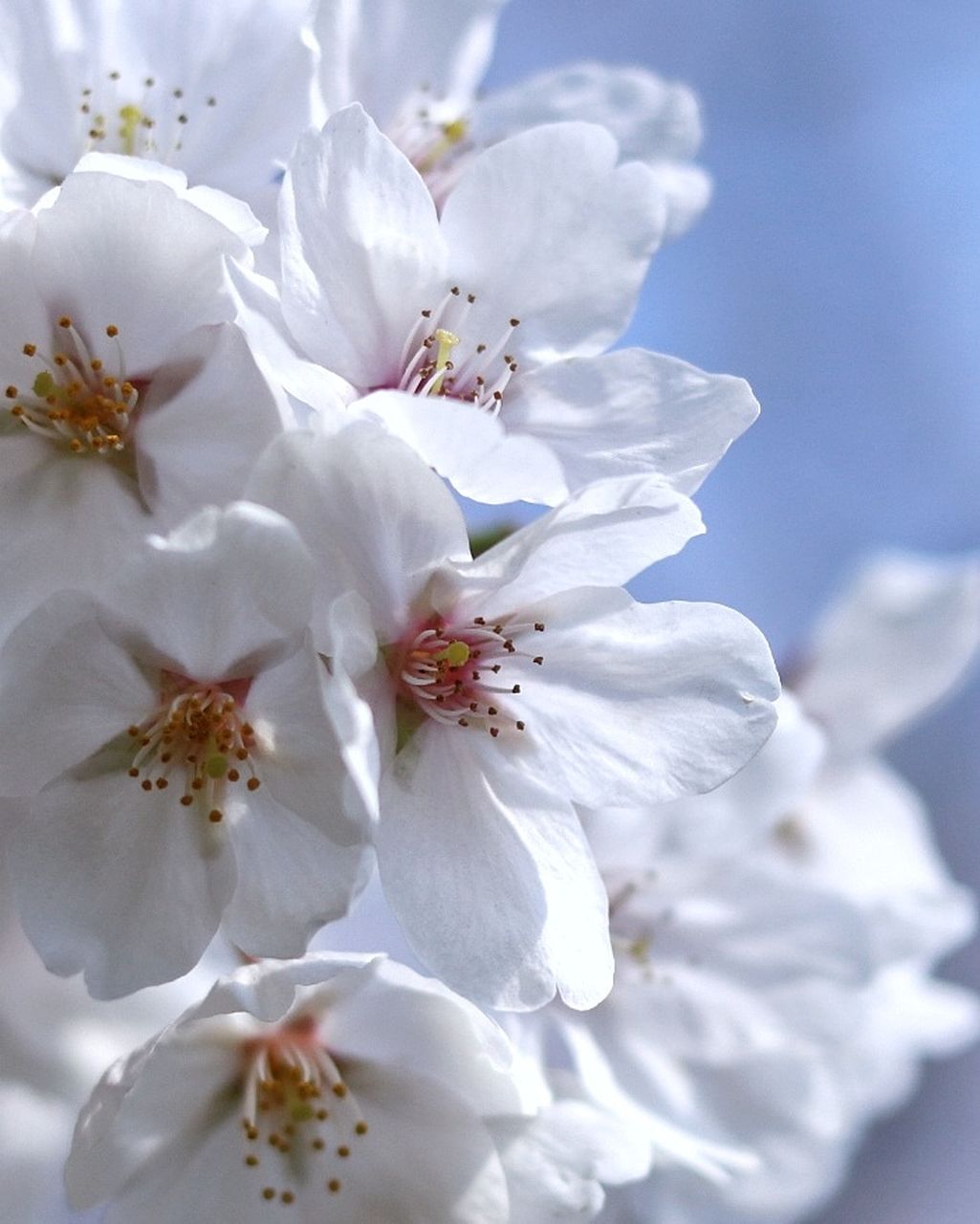 flower, flowering plant, fragility, beauty in nature, freshness, vulnerability, plant, close-up, growth, pollen, petal, inflorescence, white color, blossom, springtime, stamen, no people, flower head, cherry blossom, nature, outdoors, bunch of flowers, cherry tree, spring