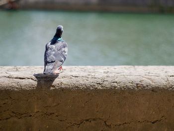 Close-up of bird perching on retaining wall by lake