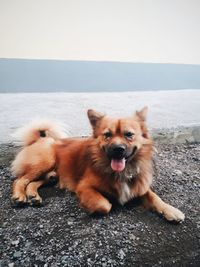 Portrait of a dog on the road