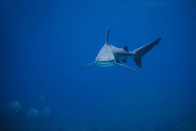 Fish swimming in sea