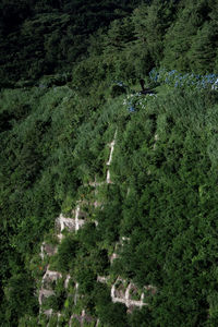 High angle view of road amidst trees