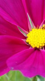 Close-up of pink flower blooming outdoors