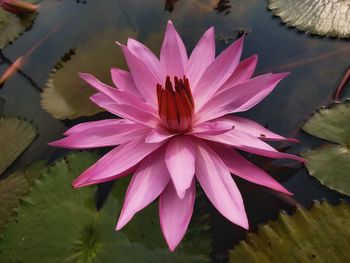 Close-up of lotus water lily in lake