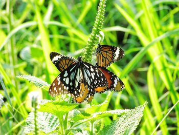 Butterfly perching on leaf