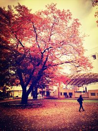 Autumn leaves on tree trunk