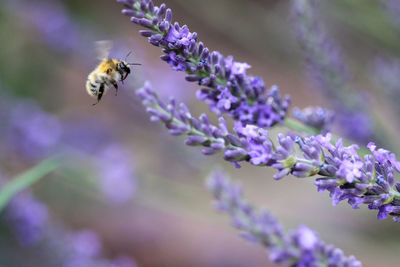 Close-up of bee pollinating on fresh purple flower