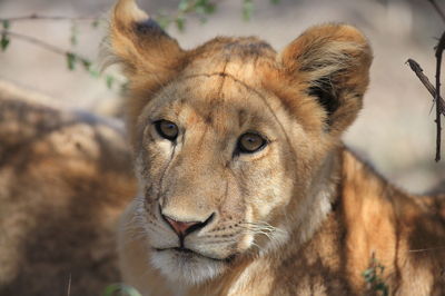 Close-up of lioness