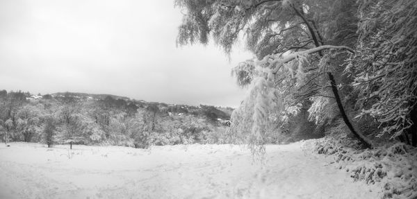 Trees against sky during winter