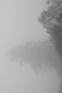 Low angle view of trees against sky