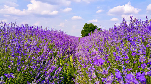 Close-up of purple flowering plants on field against sky