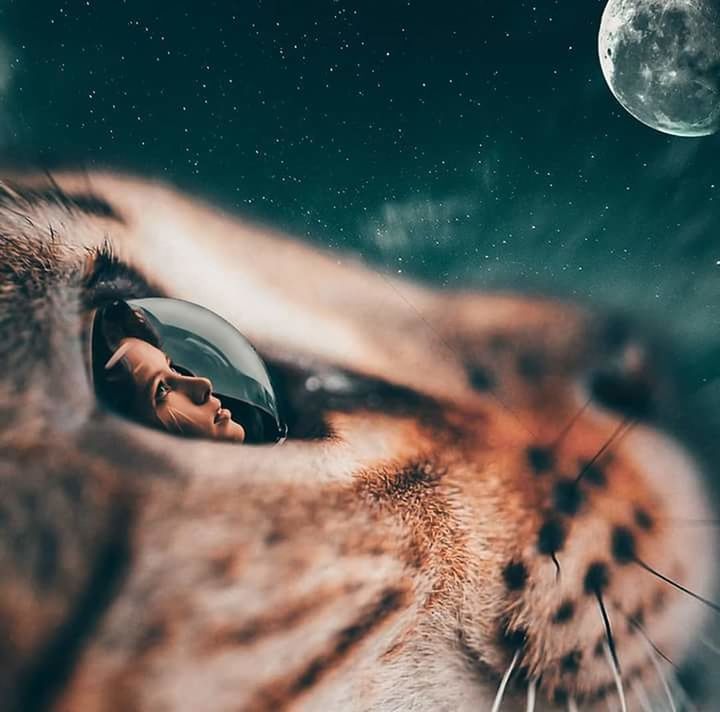 one person, real people, selective focus, close-up, space, men, nature, one animal, night, astronomy, human body part, outdoors, star - space, invertebrate, animals in the wild, reflection, animal wildlife, digital composite