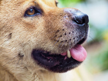 Close-up of a dog looking away