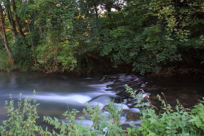 Scenic view of river amidst trees in forest