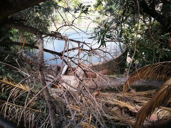 Fallen tree in forest