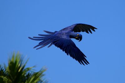 Low angle view of bird flying against clear blue sky