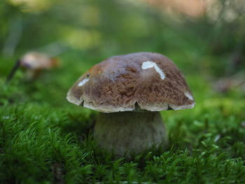 Close-up of mushroom growing on field