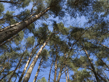 Low angle view of trees against sky