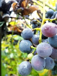 Close-up of fresh green leaf