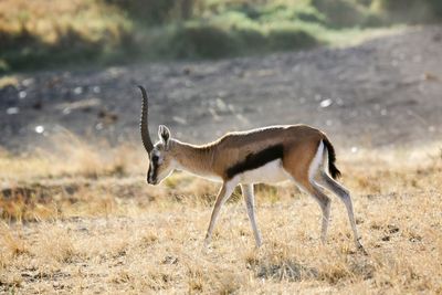 Gazelle walking on field