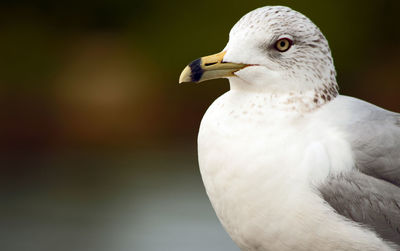 Close-up of seagull