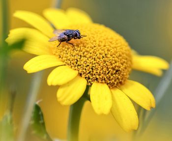 Close-up of bee on yellow flower