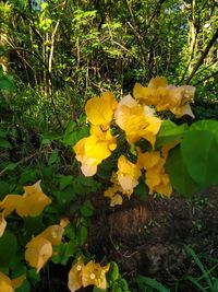 Close-up of yellow flowering plants