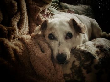 Close-up portrait of dog relaxing on bed