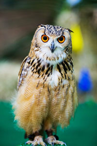 Close-up portrait of owl