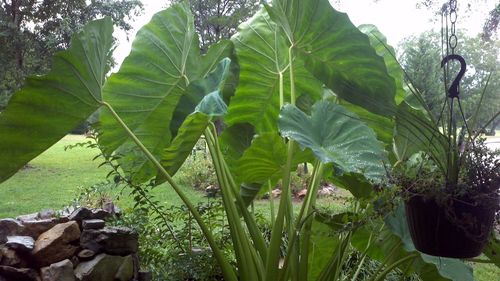 Plants growing in field