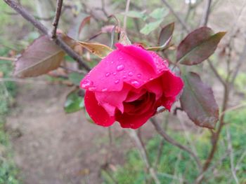 Close-up of pink rose