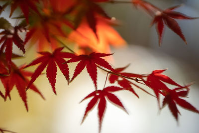 Close-up of leaves