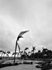 Seagulls flying over palm trees against sky