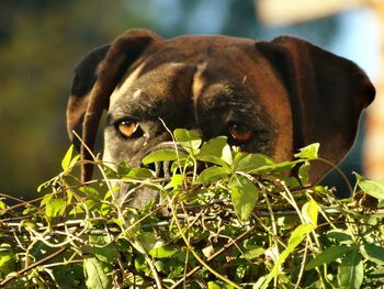 Close-up of dog